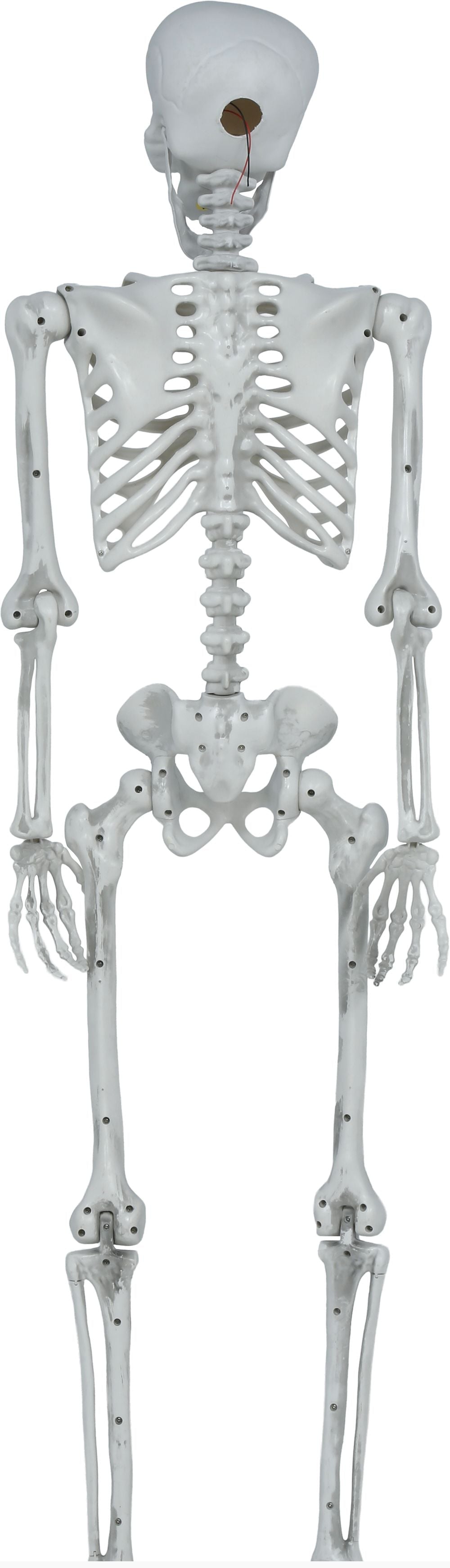 Esqueleto de Decoración Articulado de 145cm